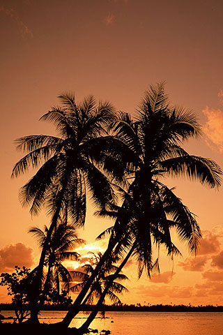 palm wallpaper. Sunrise behind palm trees