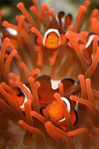 wallpaper for iphone. Clownfish iPhone Wallpapers