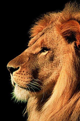 wallpaper lion. Lion iPhone wallpaper and iPod