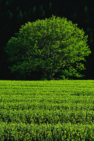 wallpaper green. Green tea field