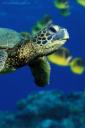 Sea Turtle (free iPhone wallpaper)