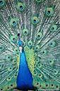 Peacock (free iPhone wallpaper)