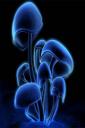 Neon mushroom (free iPhone wallpaper)