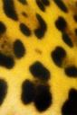 Jaguar Spots (free iPhone wallpaper)