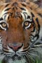 Tiger (free iPhone wallpaper)