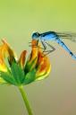 Dragonflies (free iPhone wallpaper)