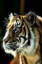 Sumatran Tiger (free iPhone wallpaper)