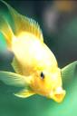 Yellow Fish (free iPhone wallpaper)
