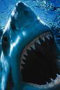 Great White Shark (free iPhone wallpaper)