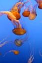 Jellyfish (free iPhone wallpaper)