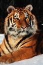 Tiger (free iPhone wallpaper)