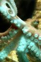 Octopus (free iPhone wallpaper)