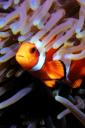 Clownfish (free iPhone wallpaper)