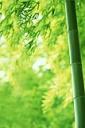 Bamboo (free iPhone wallpaper)