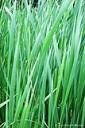 Grass (free iPhone wallpaper)