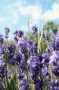 Lavender (free iPhone wallpaper)