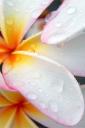 Plumeria after Morning Rain (free iPhone wallpaper)