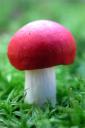 Small mushroom (free iPhone wallpaper)