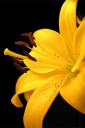 Yellow Lilly (free iPhone wallpaper)