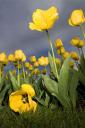 Yellow Tulips (free iPhone wallpaper)