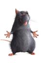 Ratatouille - friends (free iPhone wallpaper)