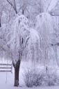Ice tree (free iPhone wallpaper)