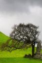 Old oak (free iPhone wallpaper)
